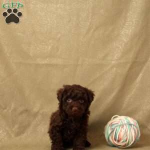 Hermit, Toy Poodle Puppy